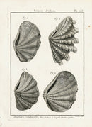 Lamarck Black and White Tridacna Shells 1757 - Panteek Antique Prints