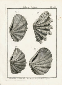 Lamarck Black and White Tridacna Shells 1757 - Panteek Antique Prints