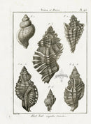 Lamarck Black and White Triton Shells 1757 - Panteek Antique Prints
