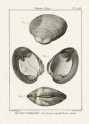 Lamarck Black and White Venus Clam Shells 1757 - Panteek Antique Prints