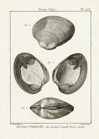 Lamarck Black and White Venus Clam Shells 1757 - Panteek Antique Prints