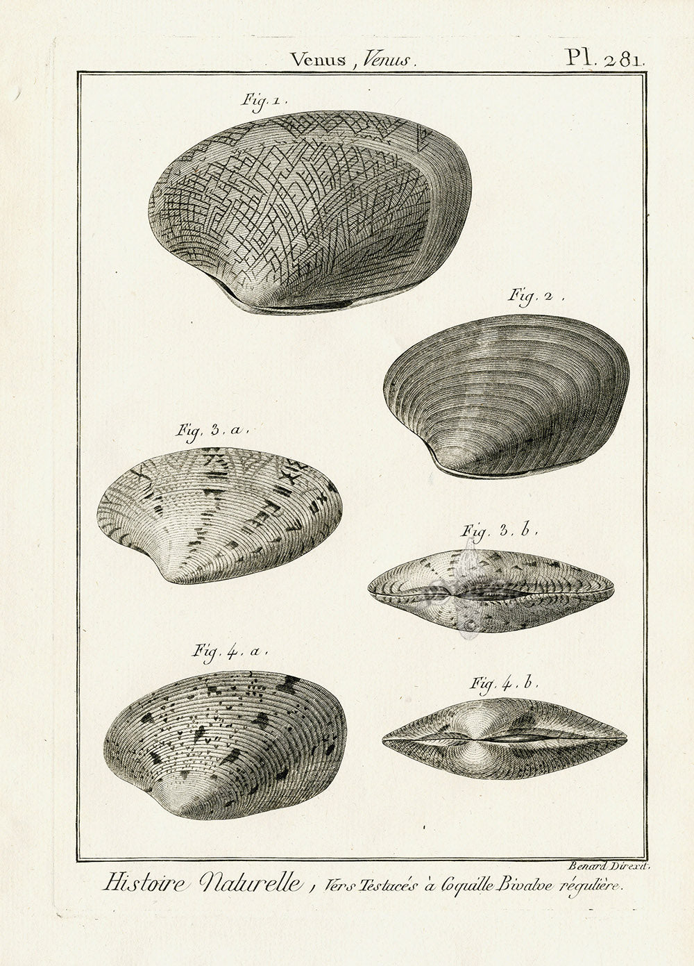 Lamarck Black and White Venus Shells 1757