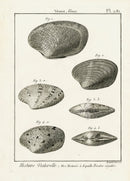 Lamarck Black and White Venus Shells 1757 - Panteek Antique Prints