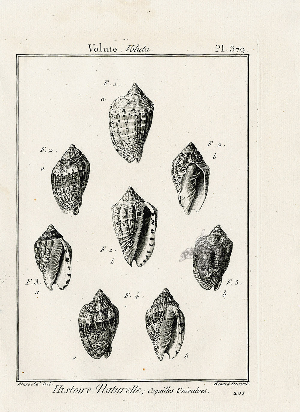 Lamarck Black and White Volute Shells 1757
