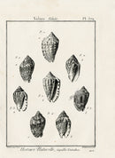 Lamarck Black and White Volute Shells 1757 - Panteek Antique Prints