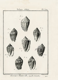 Lamarck Black and White Volute Shells 1757 - Panteek Antique Prints