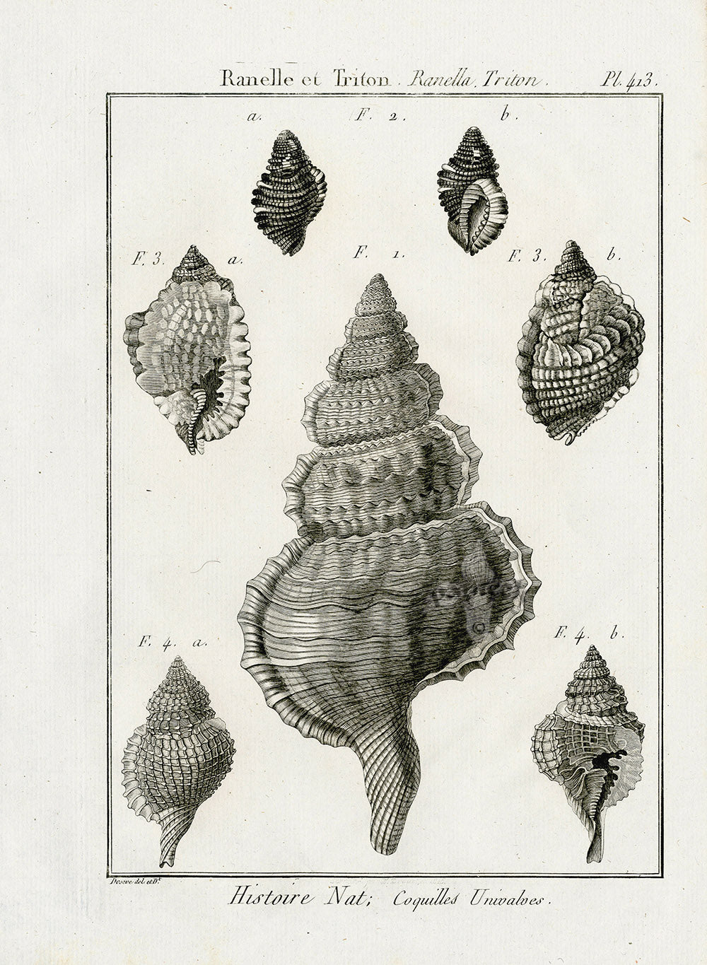 Lamarck Black and White Wandering Triton Shells 1757