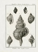 Lamarck Black and White Wandering Triton Shells 1757 - Panteek Antique Prints