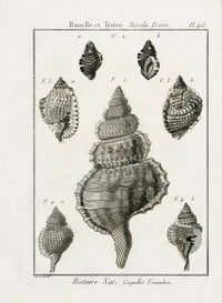 Lamarck Black and White Wandering Triton Shells 1757 - Panteek Antique Prints
