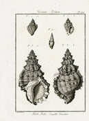 Lamarck Black and White Warty Frog Triton Shells 1757 - Panteek Antique Prints