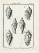 Lamarck Black and White Wavy Volute Shells 1757 - Panteek Antique Prints