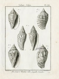 Lamarck Black and White Wavy Volute Shells 1757 - Panteek Antique Prints