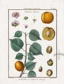 Lamarck Botanical Tree Prints Apricot, Armeniaca - Panteek Antique Prints