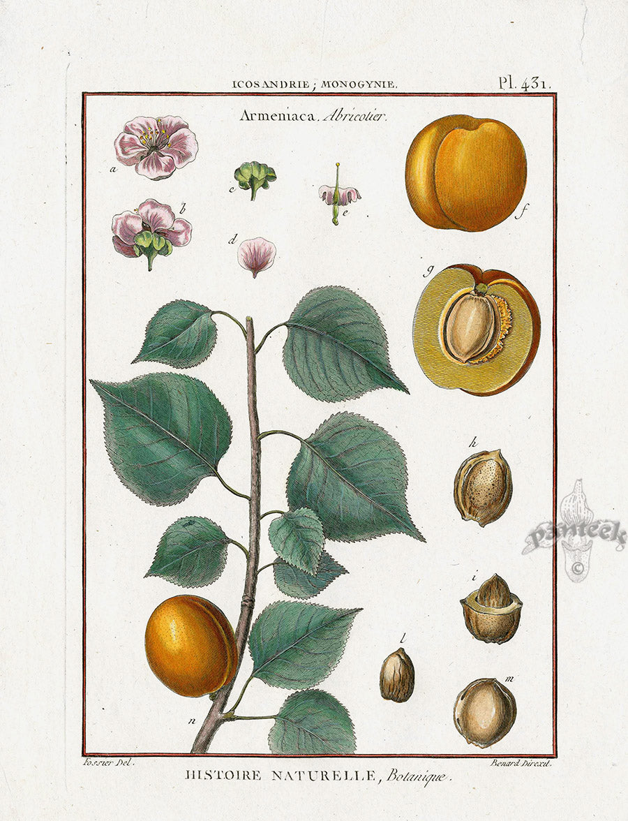 Lamarck Botanical Tree Prints Apricot, Armeniaca