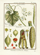Lamarck Botanical Tree Prints Bitter Melon - Panteek Antique Prints