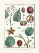 Lamarck Botanical Tree Prints Bixa, Sloanea - Panteek Antique Prints