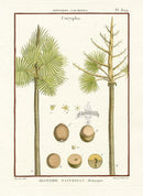 Lamarck Botanical Tree Prints Buri Palm - Panteek Antique Prints