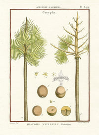 Lamarck Botanical Tree Prints Buri Palm - Panteek Antique Prints