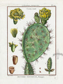 Lamarck Botanical Tree Prints Cactus - Panteek Antique Prints
