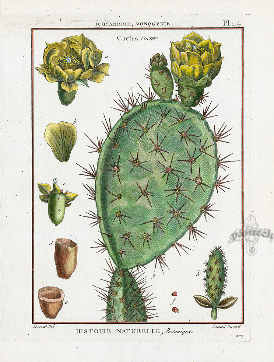 Lamarck Botanical Tree Prints Cactus