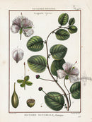 Lamarck Botanical Tree Prints Capparis - Panteek Antique Prints