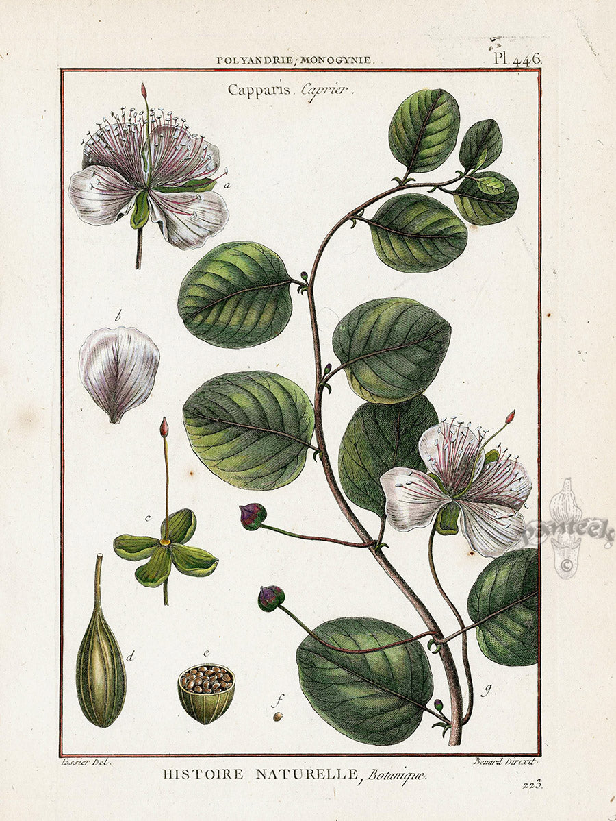 Lamarck Botanical Tree Prints Capparis