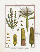 Lamarck Botanical Tree Prints Corn, Maize - Panteek Antique Prints
