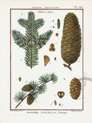 Lamarck Botanical Tree Prints Fir - Panteek Antique Prints