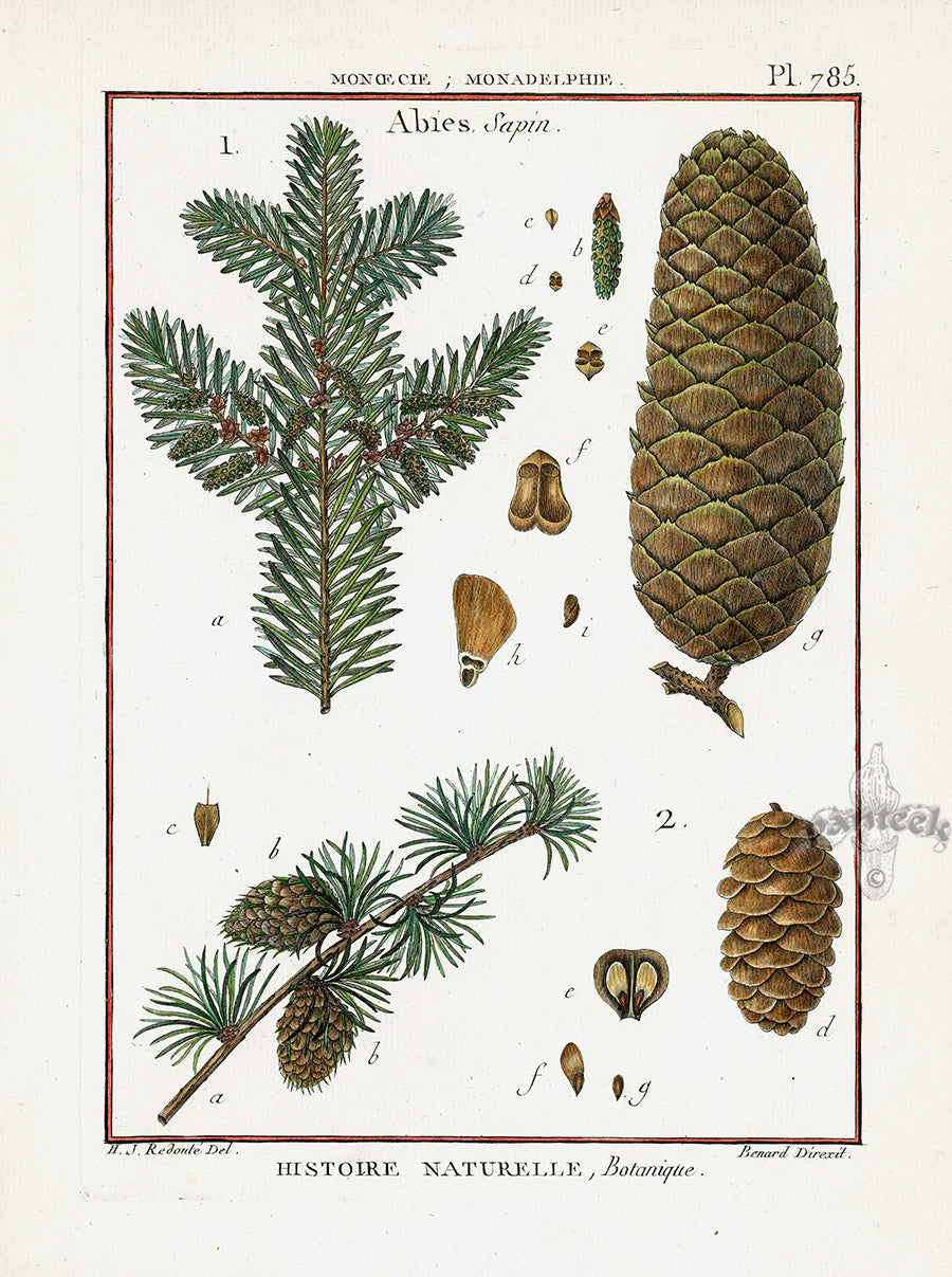 Lamarck Botanical Tree Prints Fir