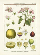 Lamarck Botanical Tree Prints Flowering Pear - Panteek Antique Prints
