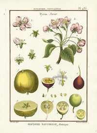 Lamarck Botanical Tree Prints Flowering Pear - Panteek Antique Prints