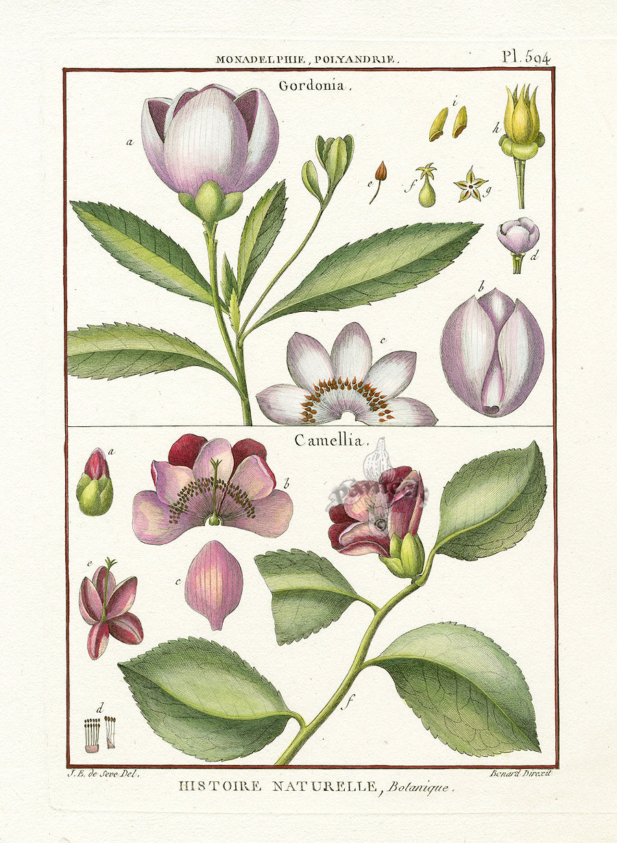 Lamarck Botanical Tree Prints Gordonia, Camellia