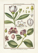 Lamarck Botanical Tree Prints Gordonia, Camellia - Panteek Antique Prints