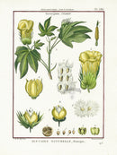 Lamarck Botanical Tree Prints Gossypium - Panteek Antique Prints