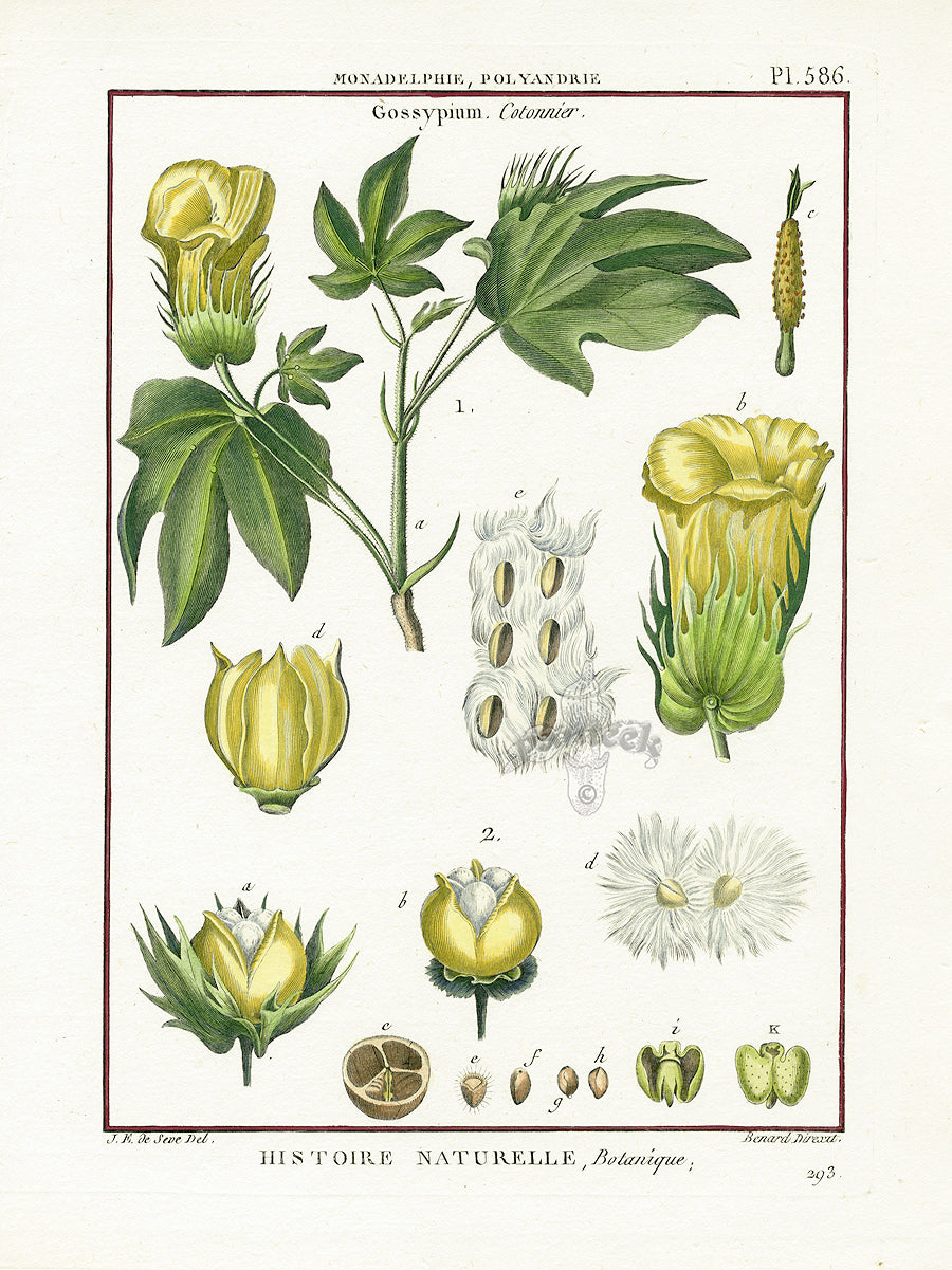 Lamarck Botanical Tree Prints Gossypium