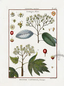 Lamarck Botanical Tree Prints Hawthorne - Panteek Antique Prints
