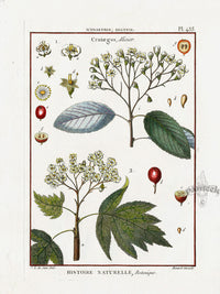 Lamarck Botanical Tree Prints Hawthorne - Panteek Antique Prints