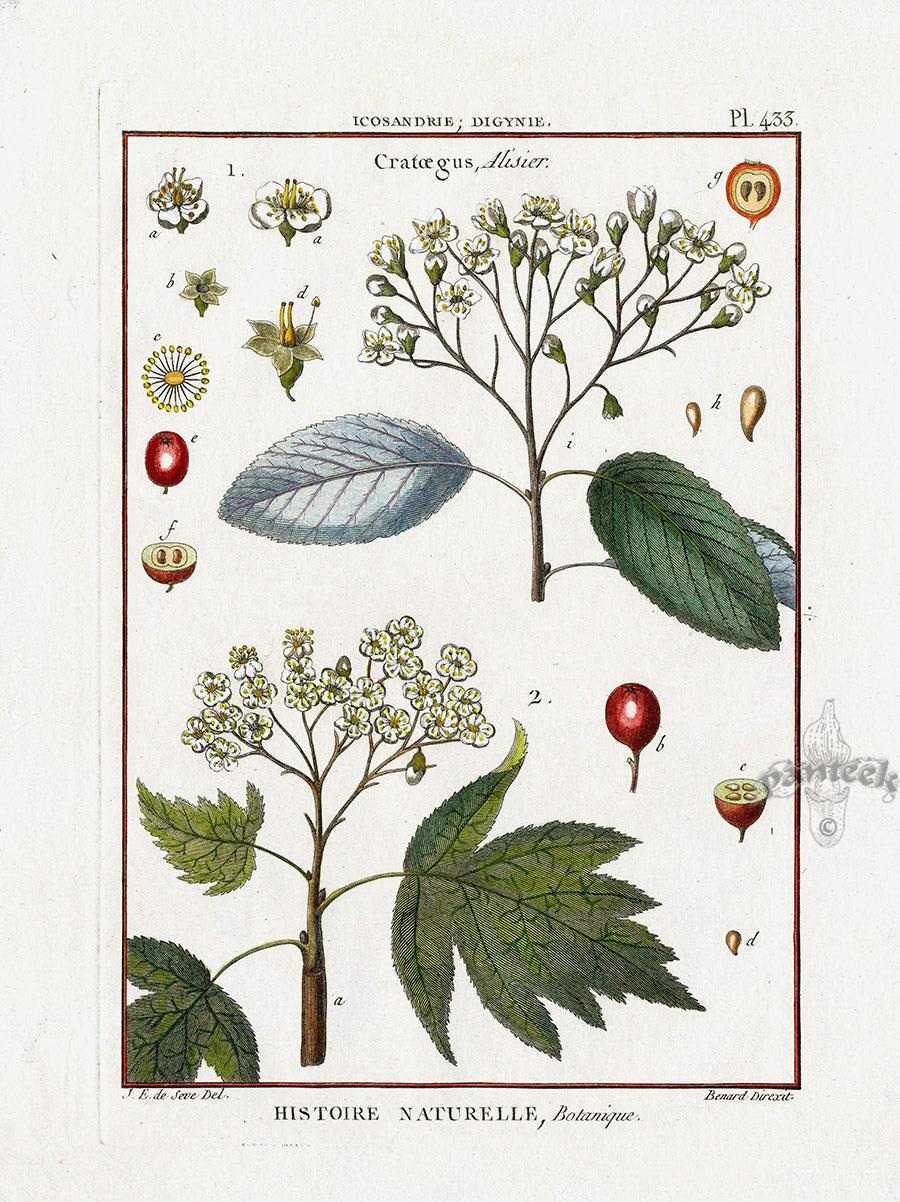 Lamarck Botanical Tree Prints Hawthorne