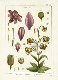 Lamarck Botanical Tree Prints Lily Lilium - Panteek Antique Prints