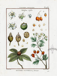 Lamarck Botanical Tree Prints Medlar, Mespilus - Panteek Antique Prints