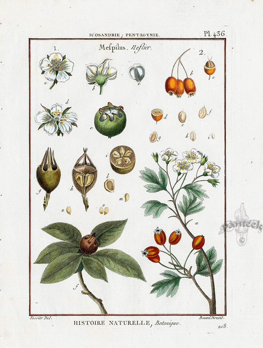 Lamarck Botanical Tree Prints Medlar, Mespilus