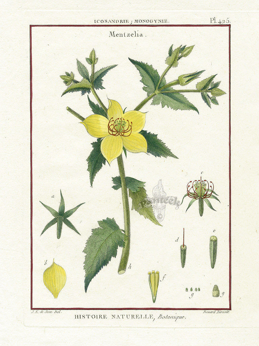 Lamarck Botanical Tree Prints Mentzelia