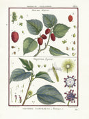 Lamarck Botanical Tree Prints Morus, Papyrius - Panteek Antique Prints