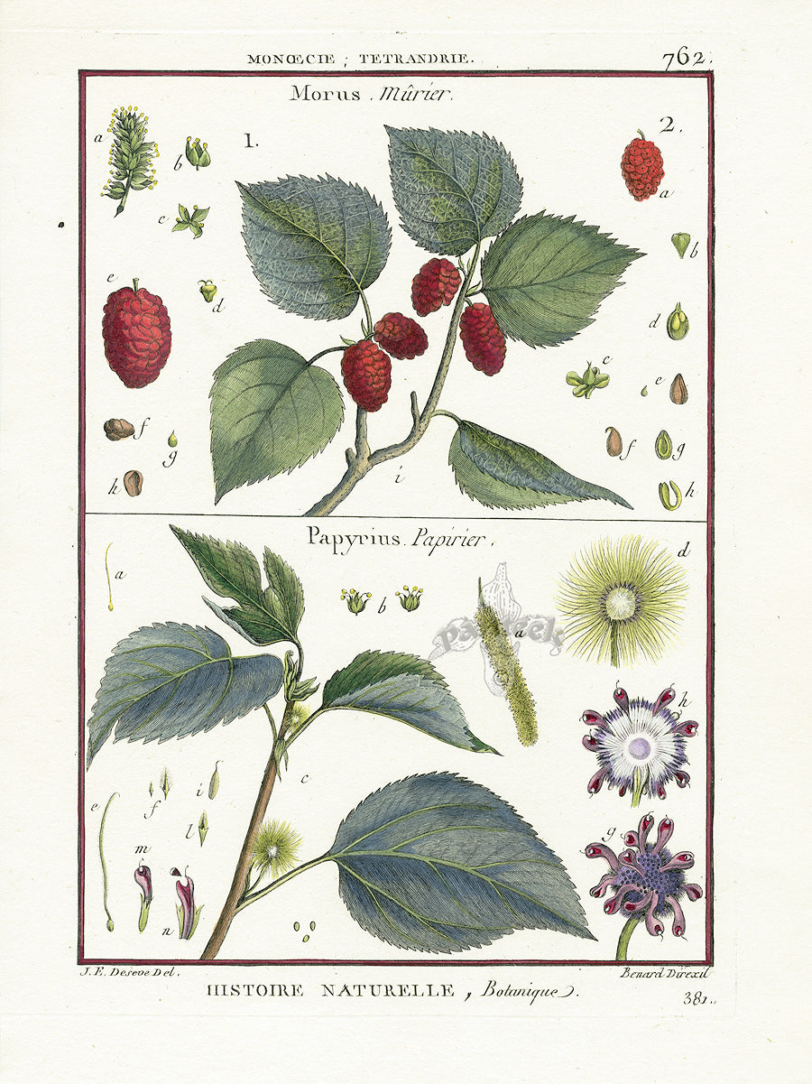 Lamarck Botanical Tree Prints Morus, Papyrius
