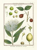 Lamarck Botanical Tree Prints Myrtle Tree - Panteek Antique Prints