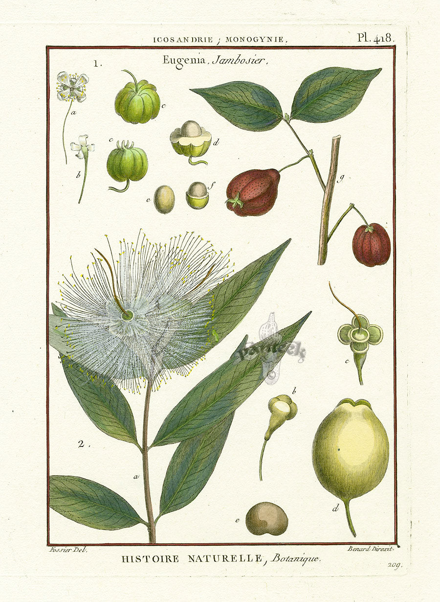 Lamarck Botanical Tree Prints Myrtle Tree