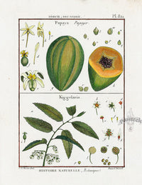 Lamarck Botanical Tree Prints Papaya, Kiggelaria - Panteek Antique Prints