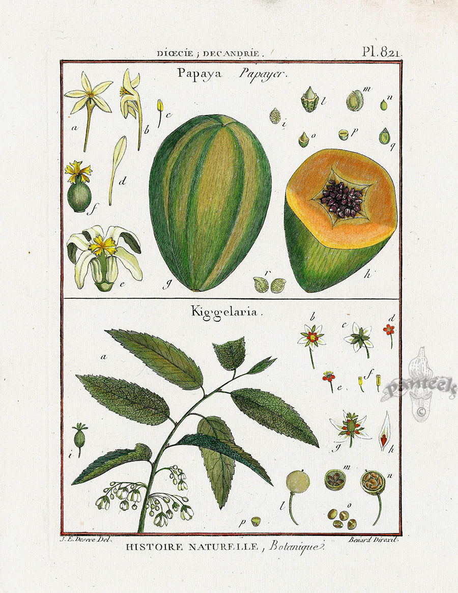 Lamarck Botanical Tree Prints Papaya, Kiggelaria