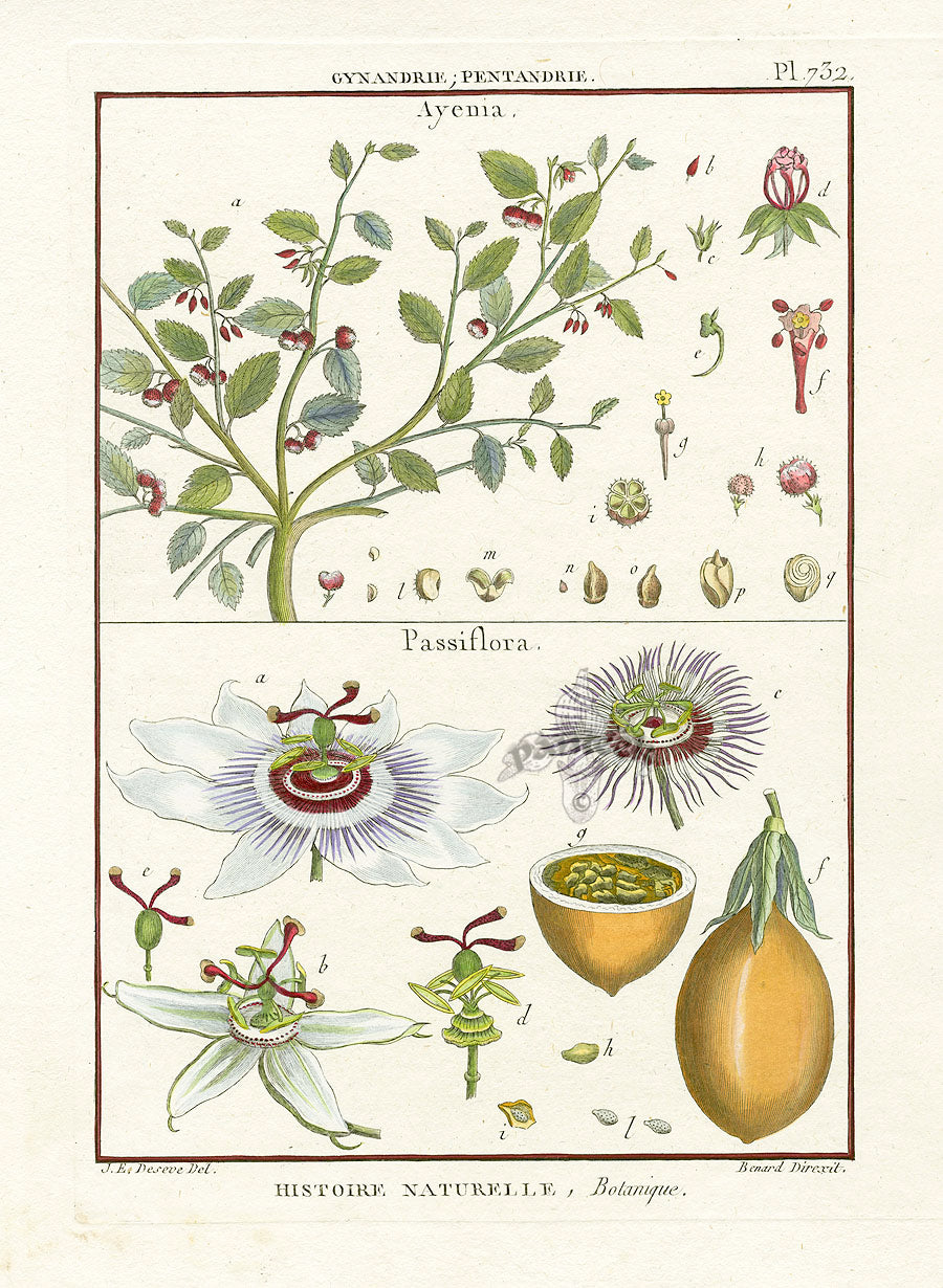 Lamarck Botanical Tree Prints Passionflower, Ayenia