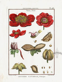 Lamarck Botanical Tree Prints Peony - Panteek Antique Prints